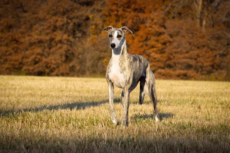 Kennel club whippet puppies hotsell for sale