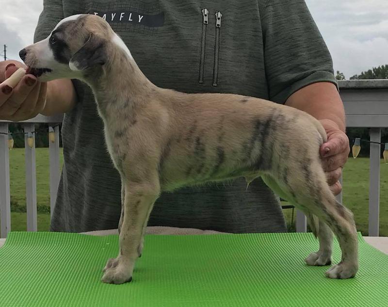 Whippet store breeders midwest